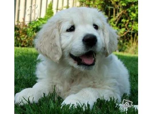 PoulaTo: Golden retriever ετοιμοπαράδοτα